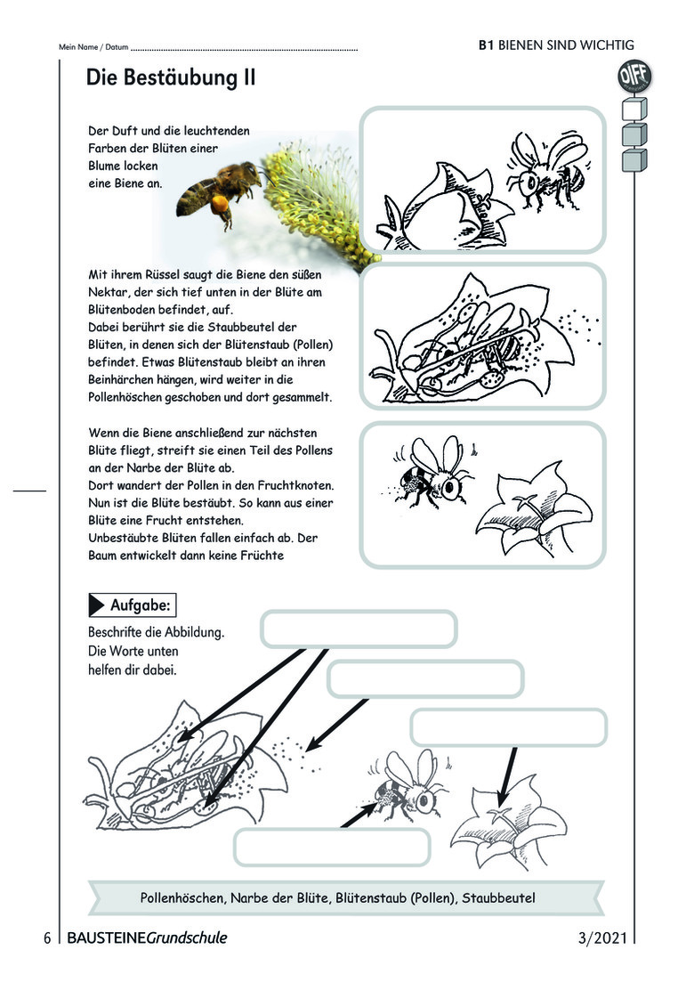 Bienen Sind Wichtig Bausteine Grundschule Sachunterricht